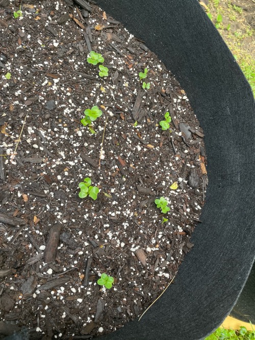 Garden Update #5