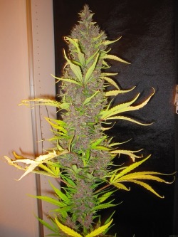 psychonilez:  pineconeherb:  Ace Seeds Congo  http://goodmarijuanaseeds.nl/free-stuff