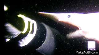 A Deep Sea Goblin Shark Bites The Arm Of A Diver, Showcasing It’s Extending Jaw.