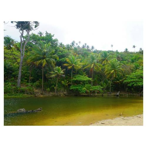 uslusttravelers:  Yarra River, Trinidad. #travel #beach #nature #roadtrip #explore #wanderlust #tree