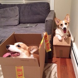 corgismnm:  Morning! Anyone ordered two Corgis?