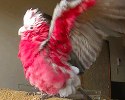 tootricky:  Mei the galah really enjoys the hair drier (source)