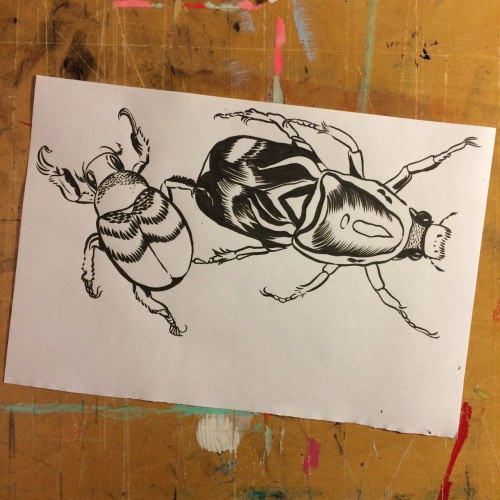 Beetles before bed