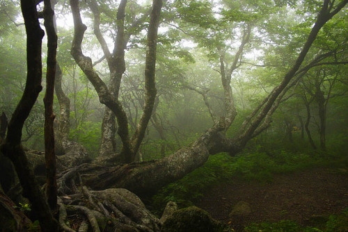 okmoonkid:Morning Clouds at Craggy Gardens by Phil Westcott on Flickr.