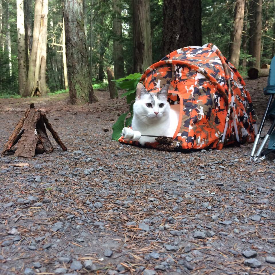 lumbearzach88:  catsbeaversandducks: Roscoe The Adventure Cat Photos by Roscoe Fats
