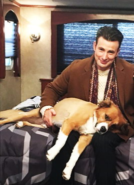 beardedchrisevans:@ChrisEvans: He doesn’t pose very long.