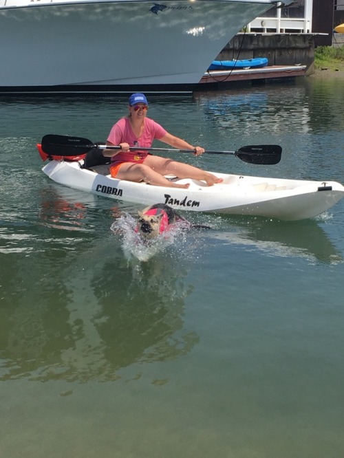Kayak adventure! Valkyrie is a natural and actually loved jumping off and climbing back into the boa