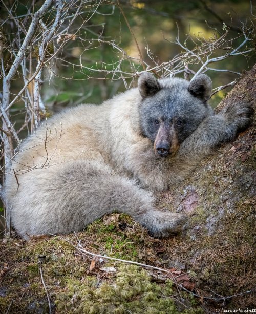 manaslu:  A glacier bear (Ursus americanus emmonsii) rests at the base of a tree in Alaska’s T