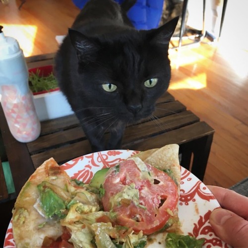 Taco cat is jealous of my quesadillas. #tacocat #catcatrabbitsitting #bertandlilith #cat