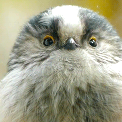 tootricky:  a curious long tailed tit peeps through a human’s window (source) 