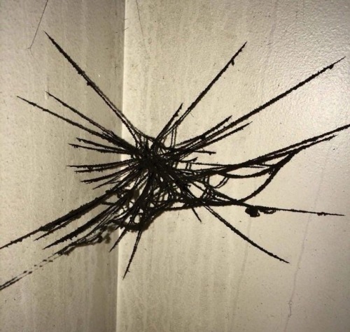 burslprots:sixpenceee:A soot covered spiderweb from hereEmo spider