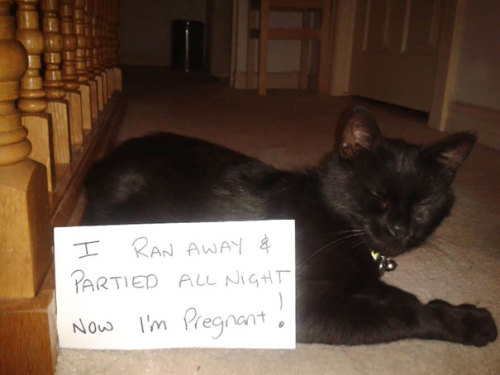 things-inbetween:boredpanda:20+ Asshole Cats Being Shamed For Their CrimesOh my god.