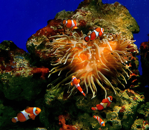 Nemo &amp; Co.