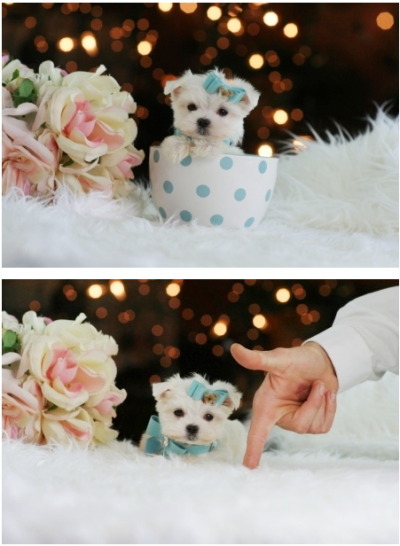 ★~Maximus~☆ Maltese puppy - ask for Patricia 954.353.7864
http://www.teacuppuppiesstore.com/MalteseForSale.html
▐ Baby’s Name: Maximus $10,050 Size: Super Pocketbook ▐
Tiny tiny tiniest size. 2- 2.5 lbs full grown
(^‿^) Love it! (^‿^)
#puppy...