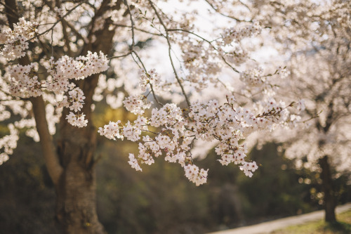 2022-04-02Spring, Cherry Blossom PicnicCanon EOS R6 + RF50mm f1.8 STMInstagram  |  hwantastic79vivid