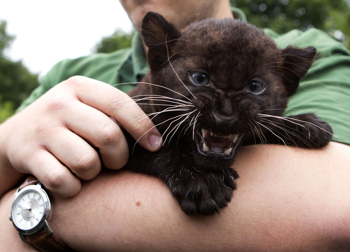 awwww-cute:  Baby panthers can be tough and aww at the same time 