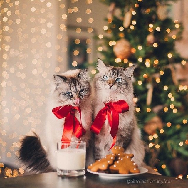 coolcatgroup:Here’s some of my personal favorite Christmas cat pictures!! Hope