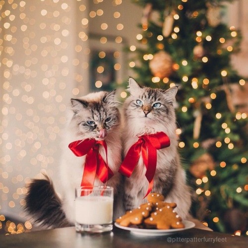 coolcatgroup:Here’s some of my personal favorite Christmas cat pictures!! Hope everyone has a good day!!