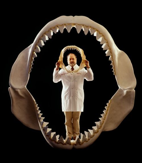 discodick: sixpenceee: PREHISTORIC SHARK: MEGALODON Megalodon is an extinct species of shark that li