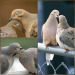heavensickness:trust me, when you see a dove couple doing this for half an hour without ever getting bored of each other, something in you changes fundamentally