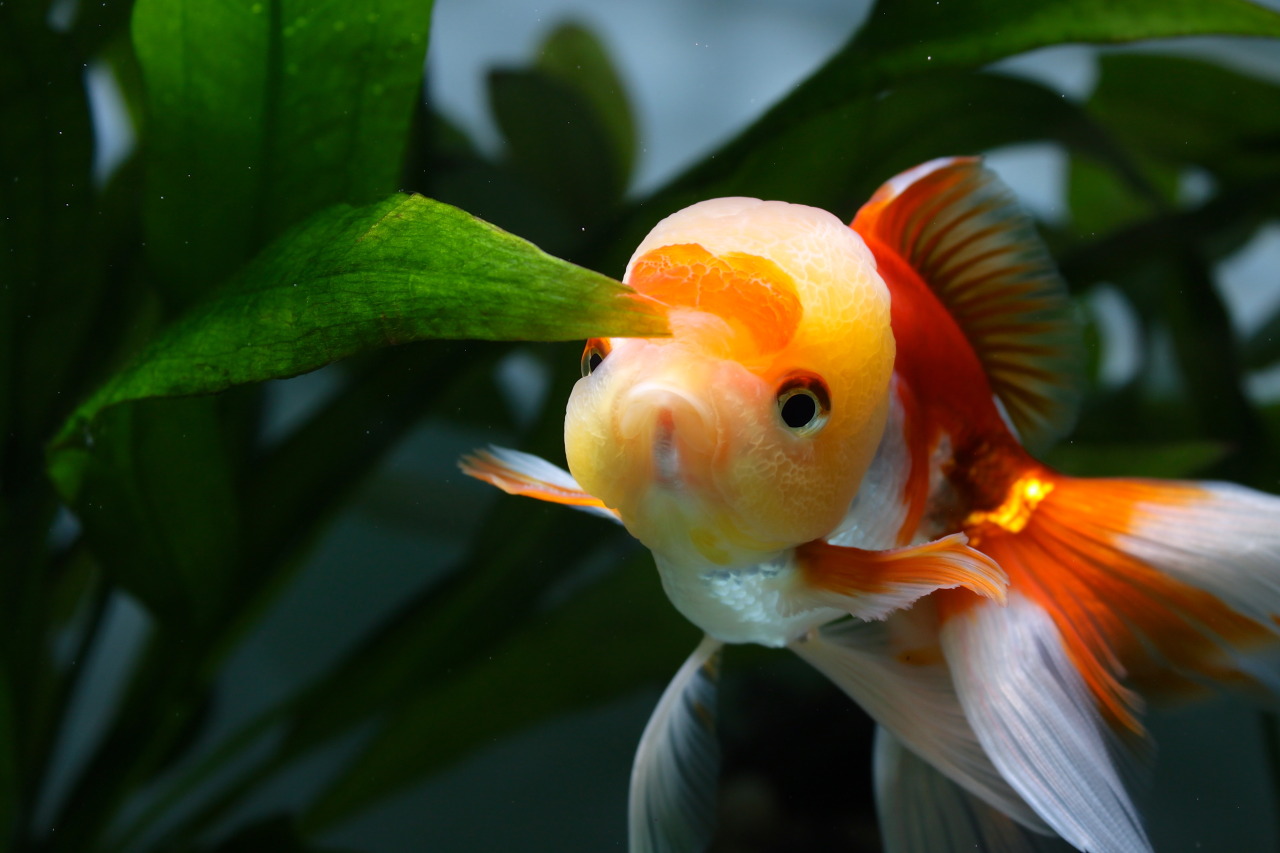 aurulentbubbles:  How does one say “no” to this chubby-cheeked face?