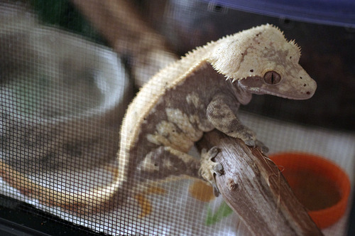 kittendrumstick:  Haven’t posted a gecko update in awhile, so here are some photos from yesterday when I was feeding them. Rosie basically spends all of her time climbing on her cage door until I open it and put food in there. Artemis still hates me,