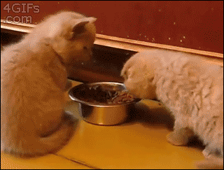rehanaisgold:  Get away from my food.. wait.. you’re really fluffyrehana is gold