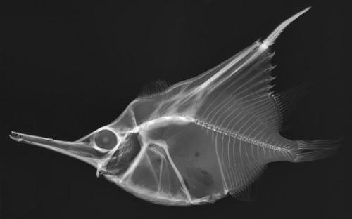 staceythinx:  Images from X-ray Vision: Fish Inside Out, a traveling exhibit of x-rays of some of the creepiest creatures in the ocean taken by Sandra J. Raredon and organized by the Smithsonian’s National Museum of Natural History and the Smithsonian