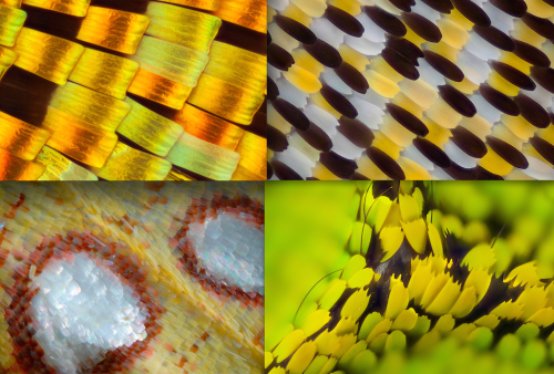 for-science-sake:A multitude of butterflies and their beautiful wings under the microscope. [Source]