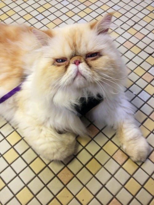 lucifurfluffypants: This is my “I’m not taking any shit” face. Coincidentally, thi