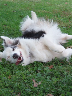 handsomedogs:  I think she has perfected the command “bang” My smart Aussie, Kai. 