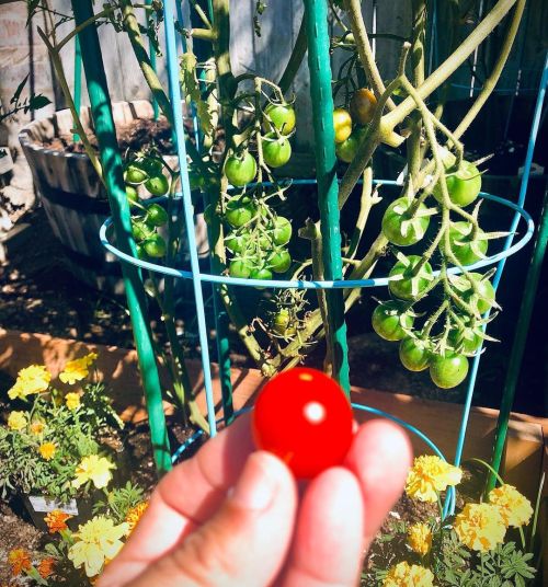 I guess the critters where being generous last night and left me one riven cherry tomato; there was 