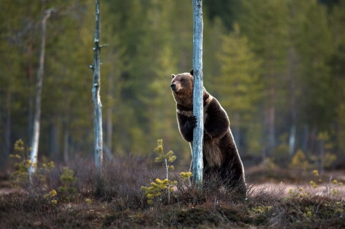 loveforallbears: fuck-yeah-bears: Bear in the evening by Lauri Tammik