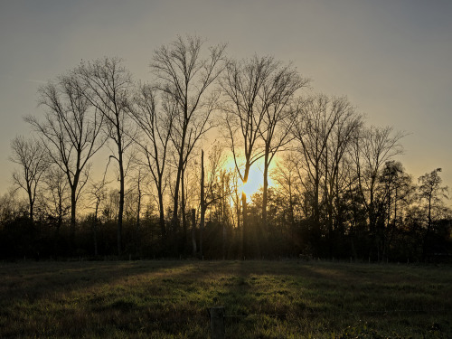 Winter sun over the marsh of Bourgoyen nature reserve, Ghent, Belgium