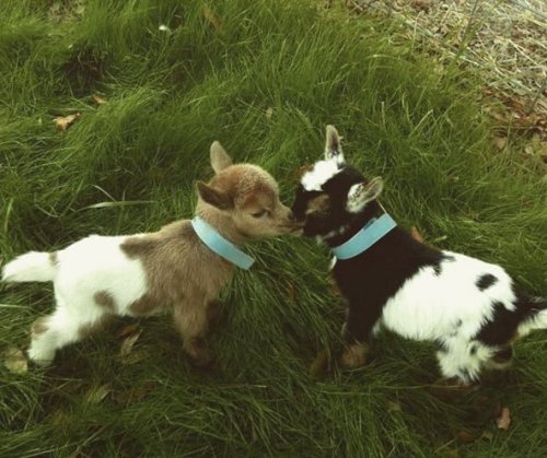 Porn photo babyanimalgifs:  you goat a friend in me