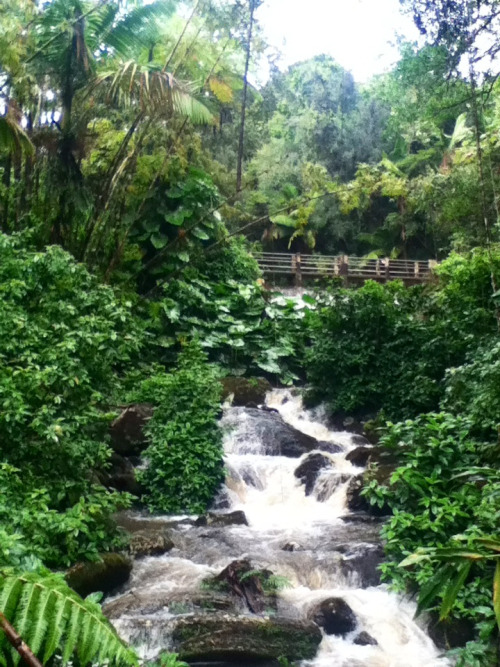 ohuwantsomeofthishotfire:  El Yunque Rainforest