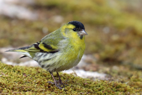 Eurasian siskin (male)/grönsiska.