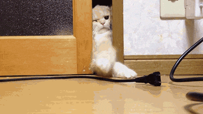wingsofwarriors:  anemia:  that door lick omg  “maybe if i give it kissies it’ll let me through” 