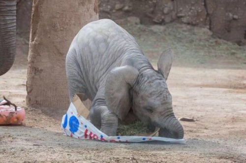 shopivoryella:  A baby elephant at the zoo got a box of hay for her 6 month birthday and she got so happy that she fell over. ☺️☺️☺️ 