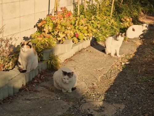 shootsay: 夕日の当たる場所に集まってきたねこたち。夕食後のまったりタイムを過ごします。Cats gathered where the setting sun hit them. They a
