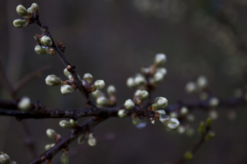 Buds by Michael Szumielewski on Flickr.