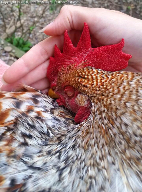 HEY my Bielefelders chickens are extremely good here are some cellphone photos of them between 6-7 m