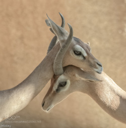 animal-photographies:  Gerenuk Love 
