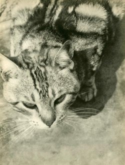 foxesinbreeches:  Katzchen by László Moholy-Nagy,