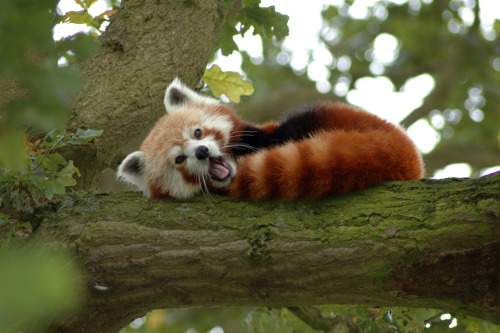 gothiccharmschool:mjschryver:Red pandas, being adorable. Like they do.Credits:  1. untitled, by Slav