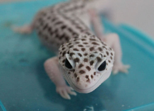 lunationgeckos: The smolder. 