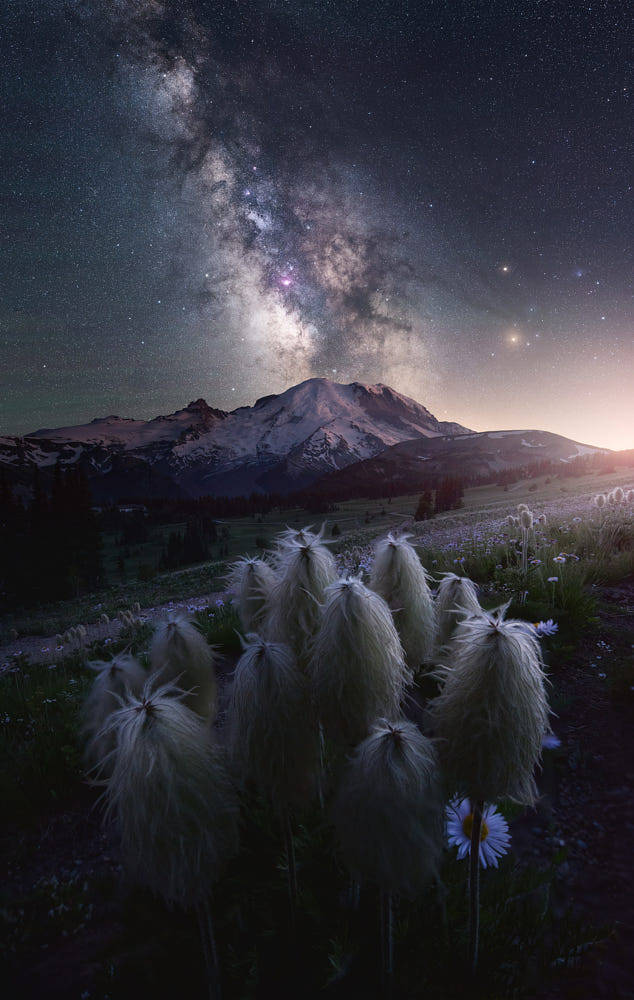 silvaris: Nocturnal by  Daniel Greenwood  