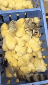 gifsboom:  This cat is swimming in a sea of chicks. [video]   chicks and pussy go