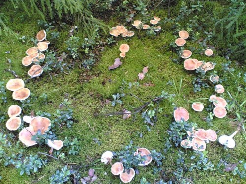 transylmania: A fairy ring, also known as fairy circle, elf circle or elf ring