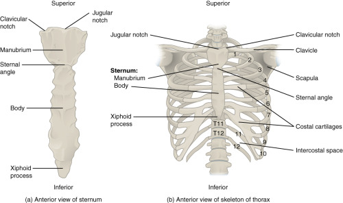 anatomyandphysiology101: When learning anatomy and physiology the ribs appear to be one big bone bu